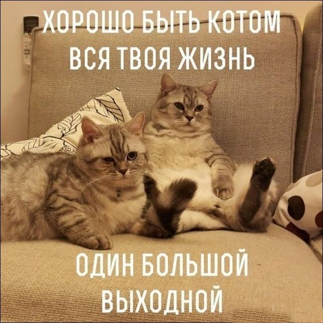 Смешные картинки про выходные с надписью