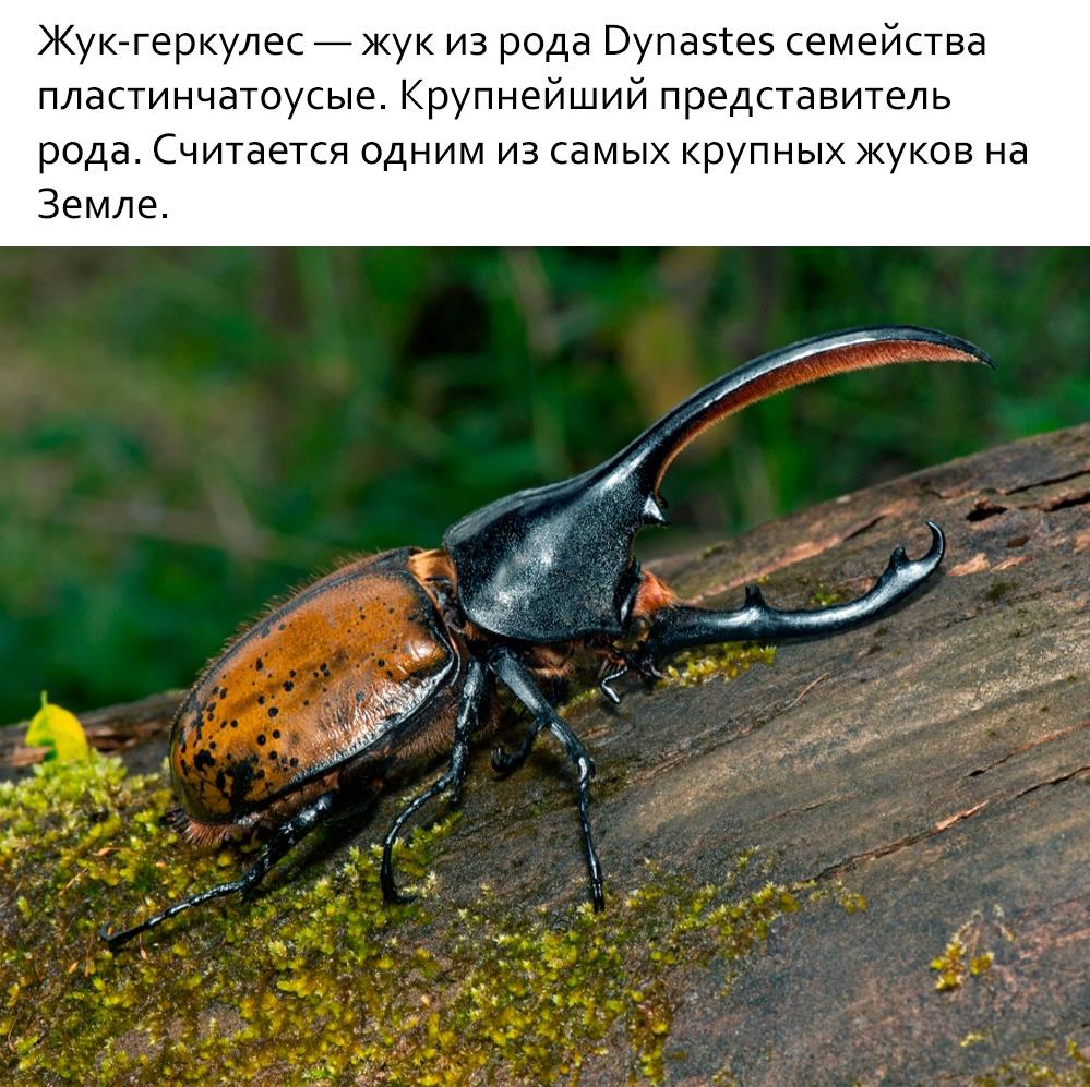 В мире насекомых.